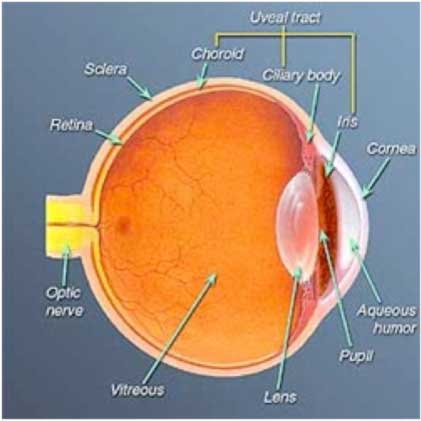 _-Normal-Structure-of-the-Eye-